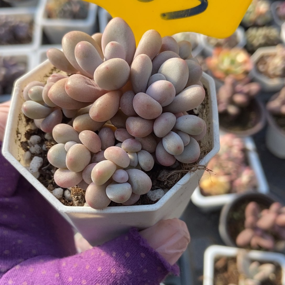 883桃蛋多肉植物保护