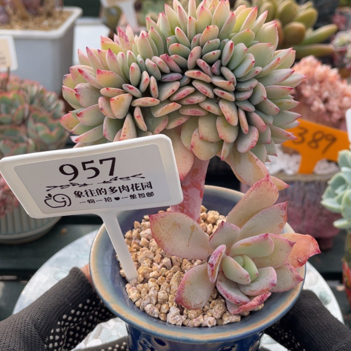 【闪购商品】暮光之城957