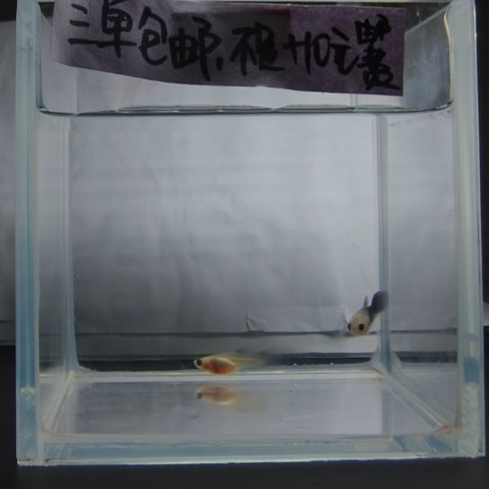 孔雀鱼蓝礼服玻璃猫一对