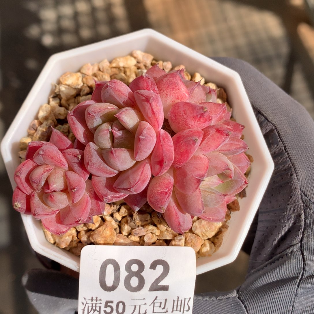 82。阿尔巴佳人四头6cm。