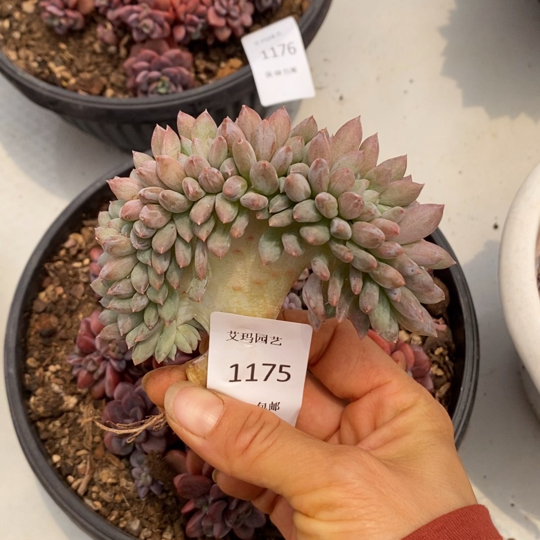 所罗门缀化多肉多肉1175