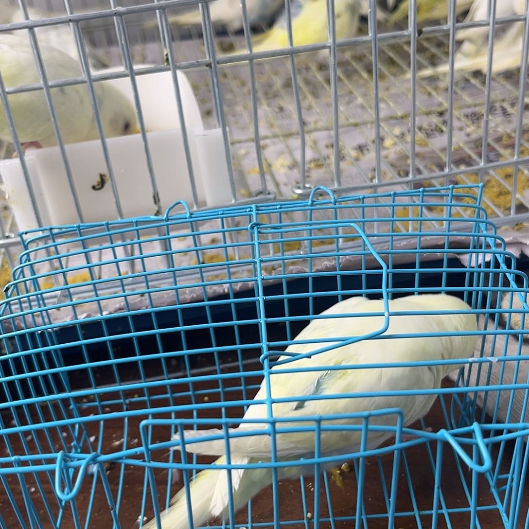 虎皮鹦鹉金彩鹦鹉