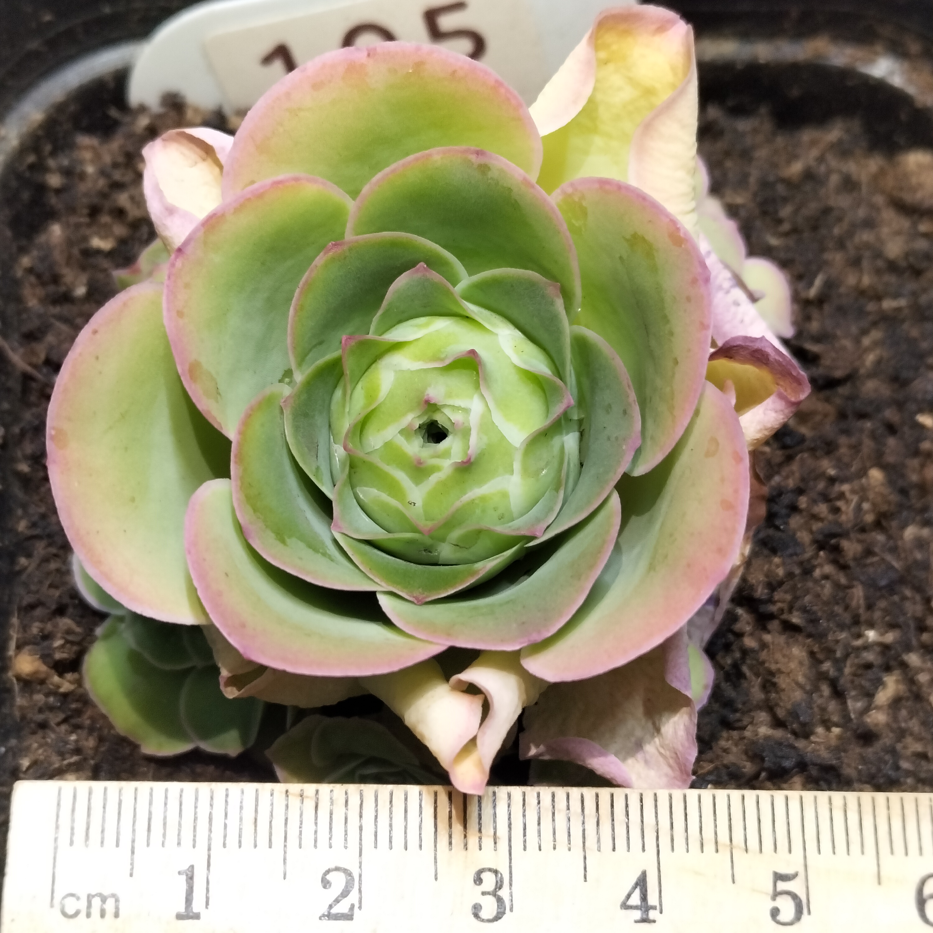 楹楹山地玫瑰/105/5cm