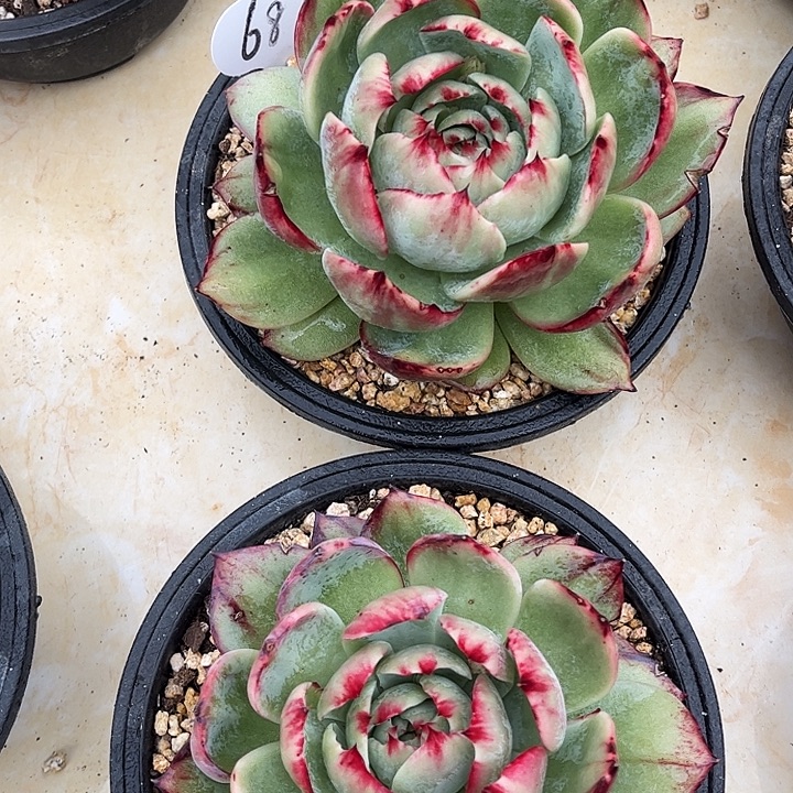 带***家惊鸿仙子一物一拍，2颗