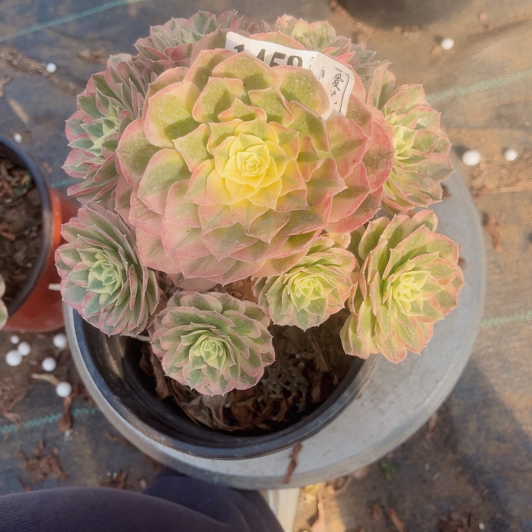 1458玉姿多肉植物