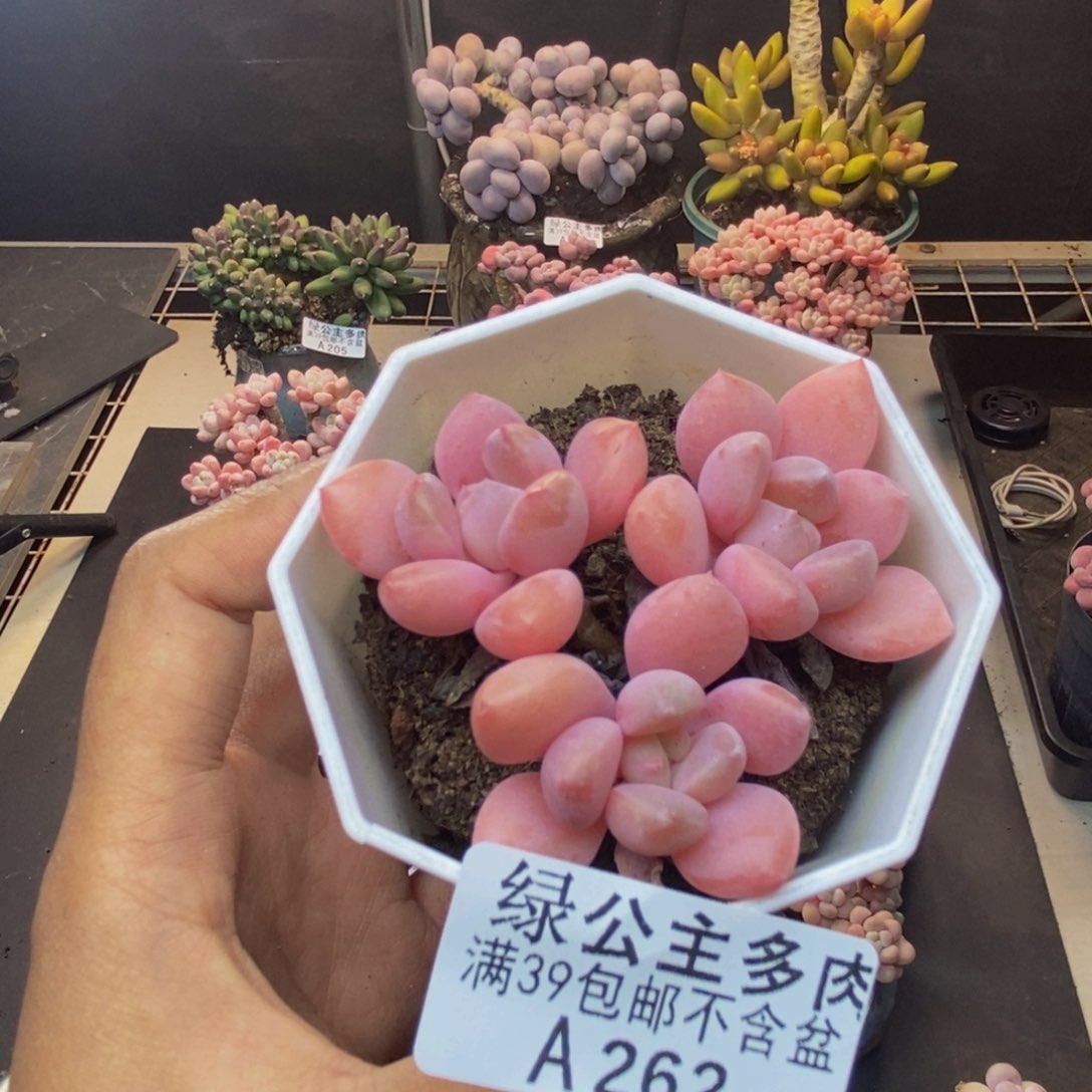 262粉桃花多肉5c m