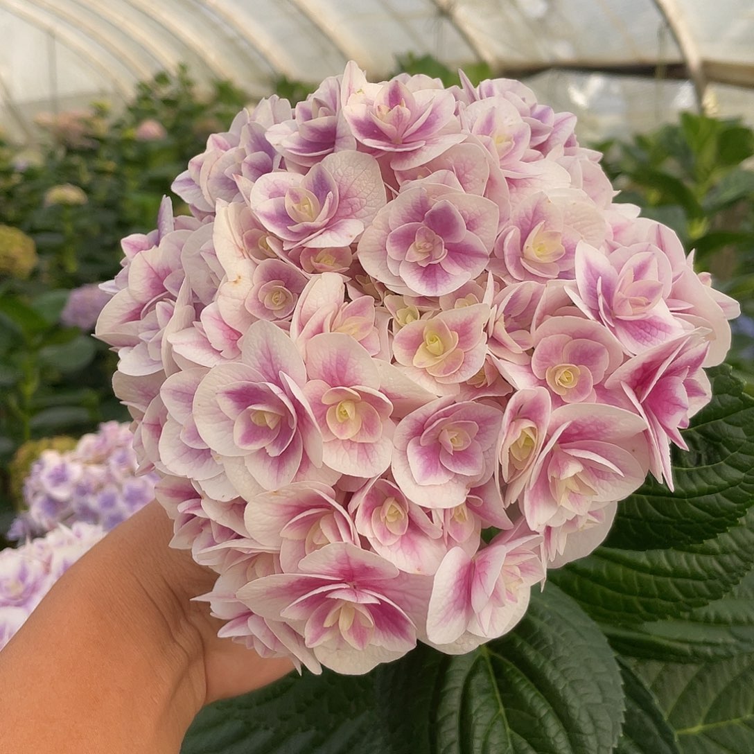 绣球切花一物一拍3枝起包邮，137