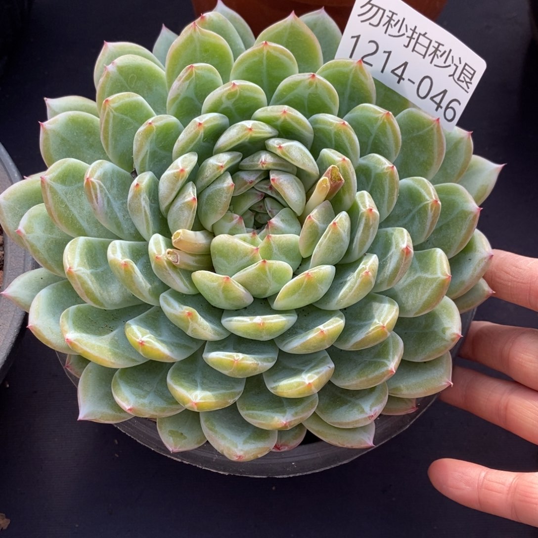 两单包邮1214-46雪花珍妮