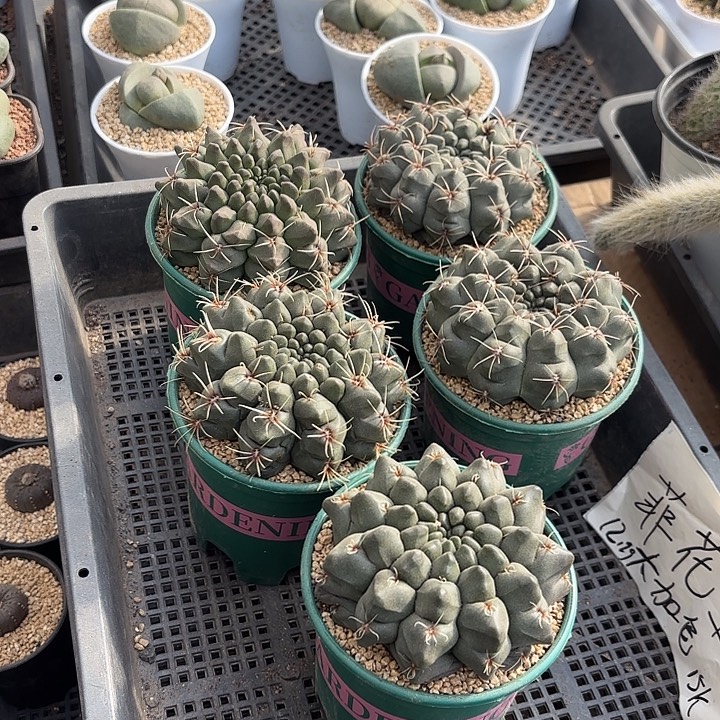 绯花玉大母本加仑盆随机一盆