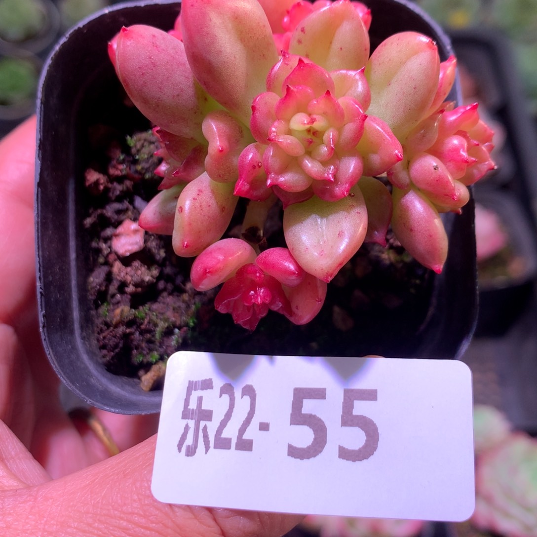 乐然22-55 腊牡丹 