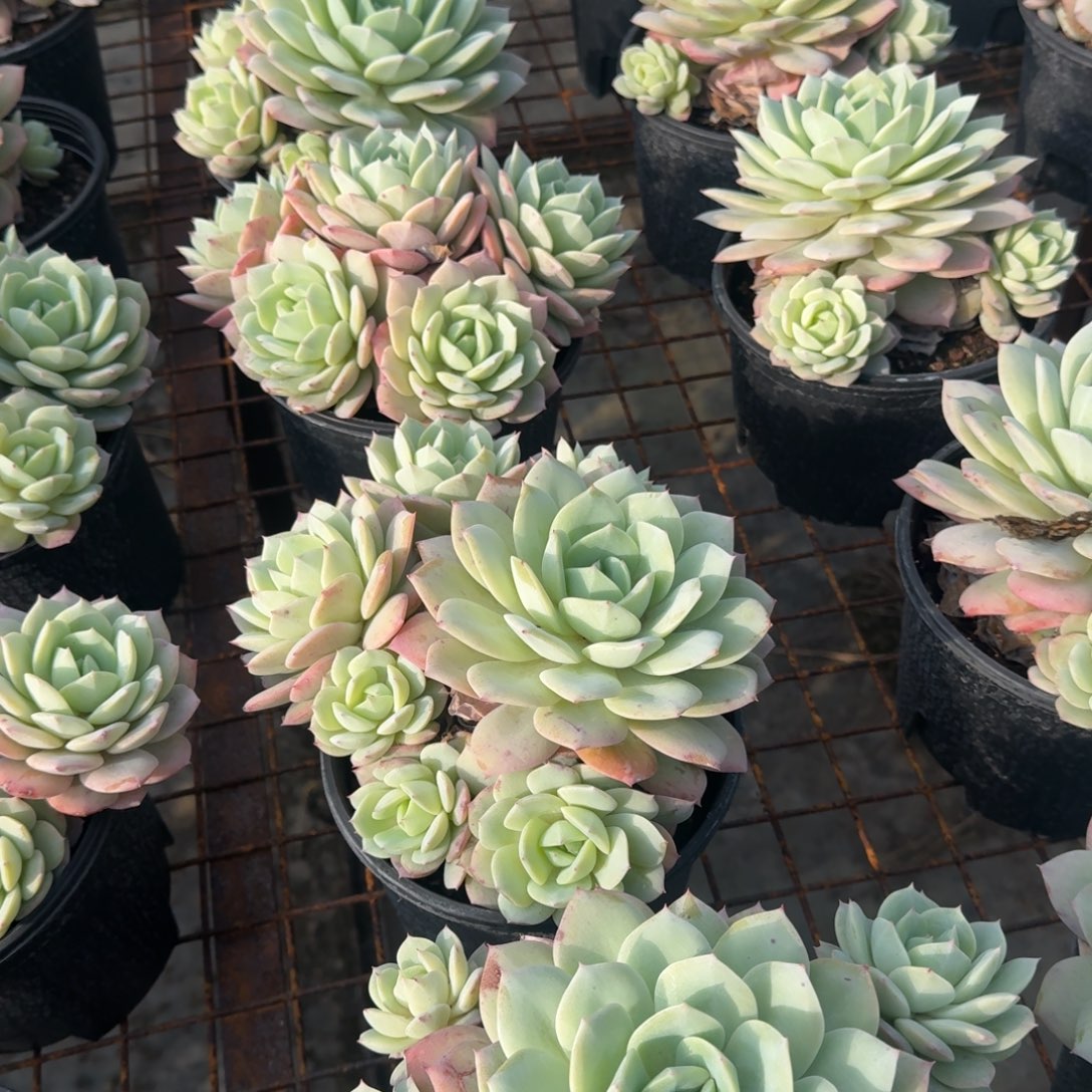 恋曲5头群多肉植物