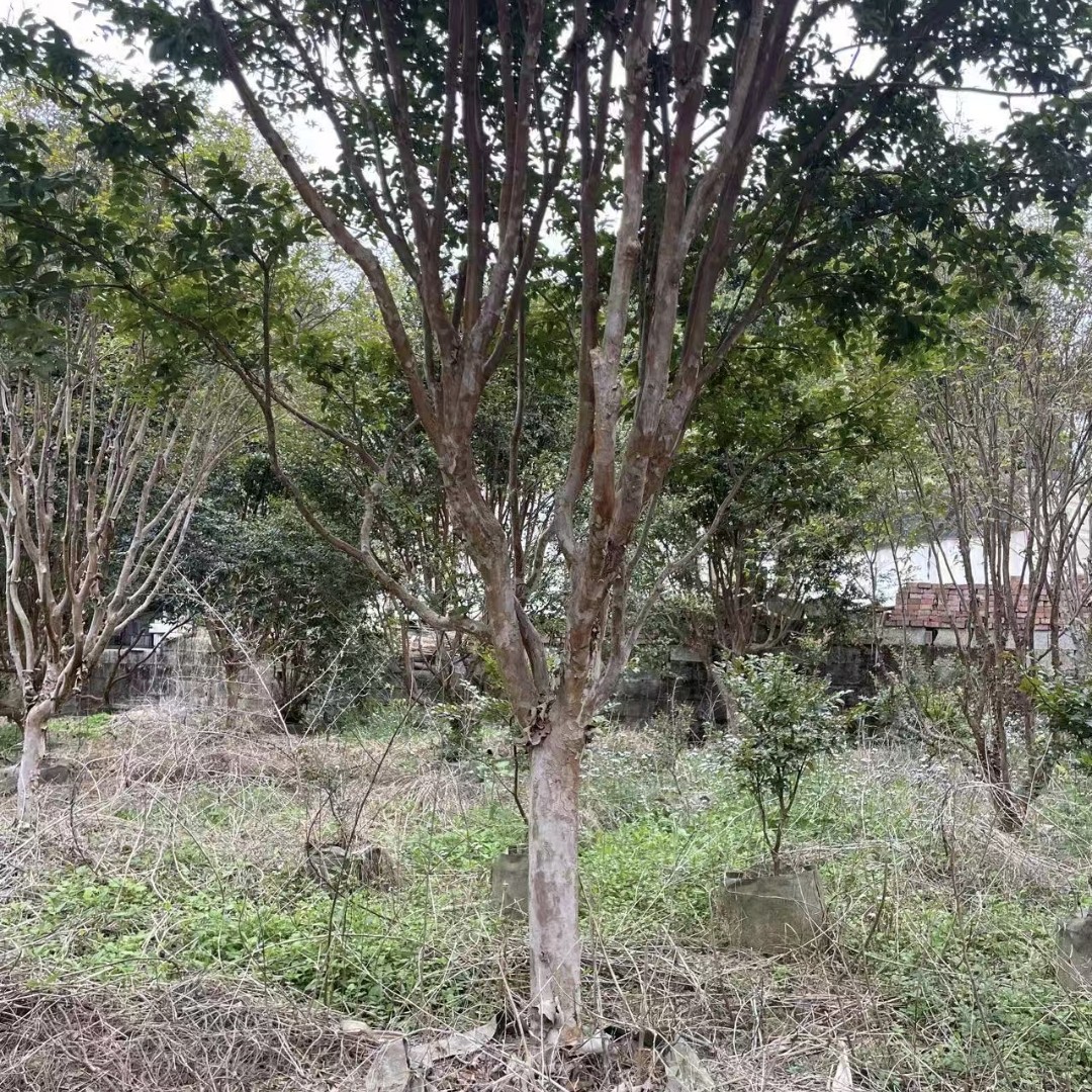 庭院绿植一物一拍