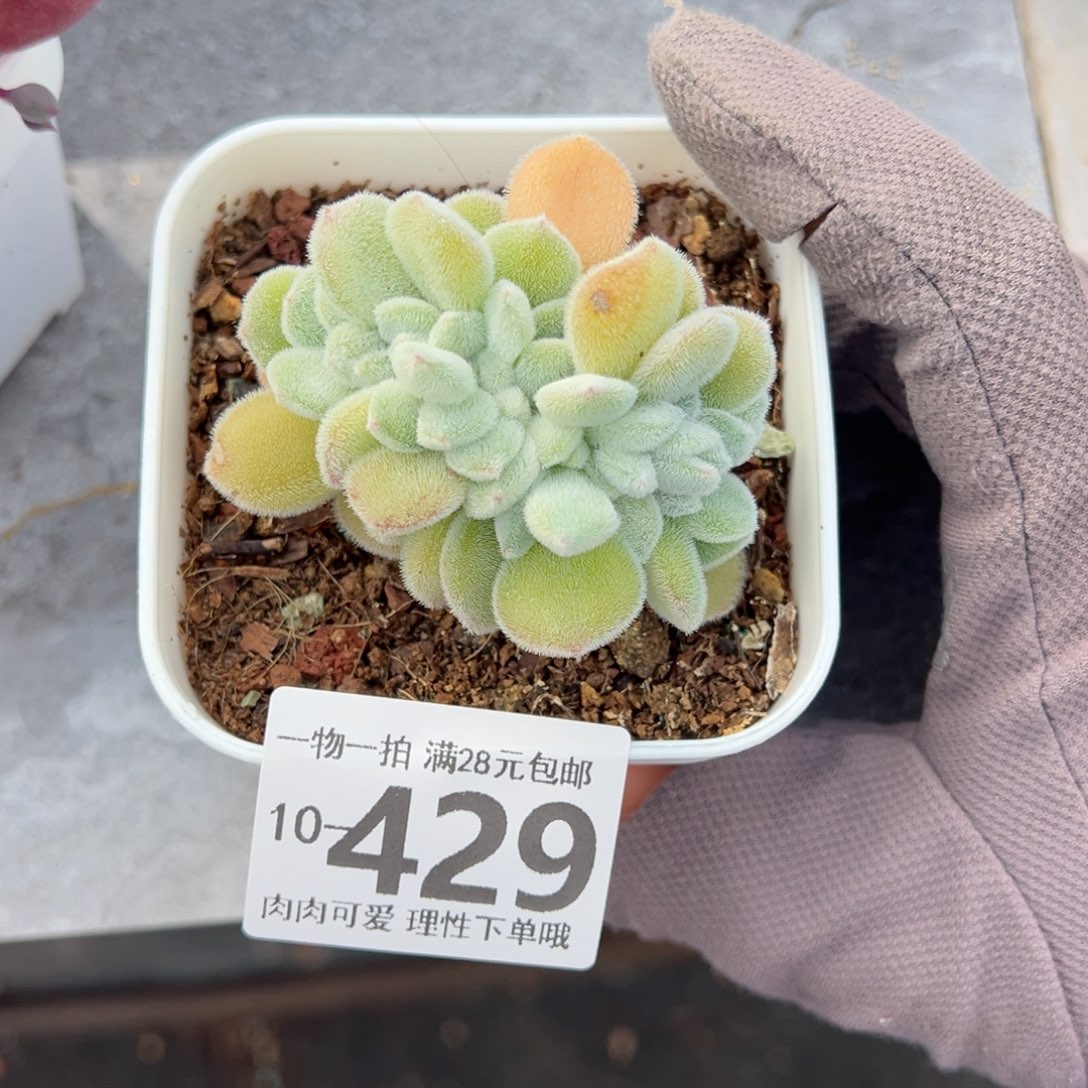 雪晃星缀化多肉多肉