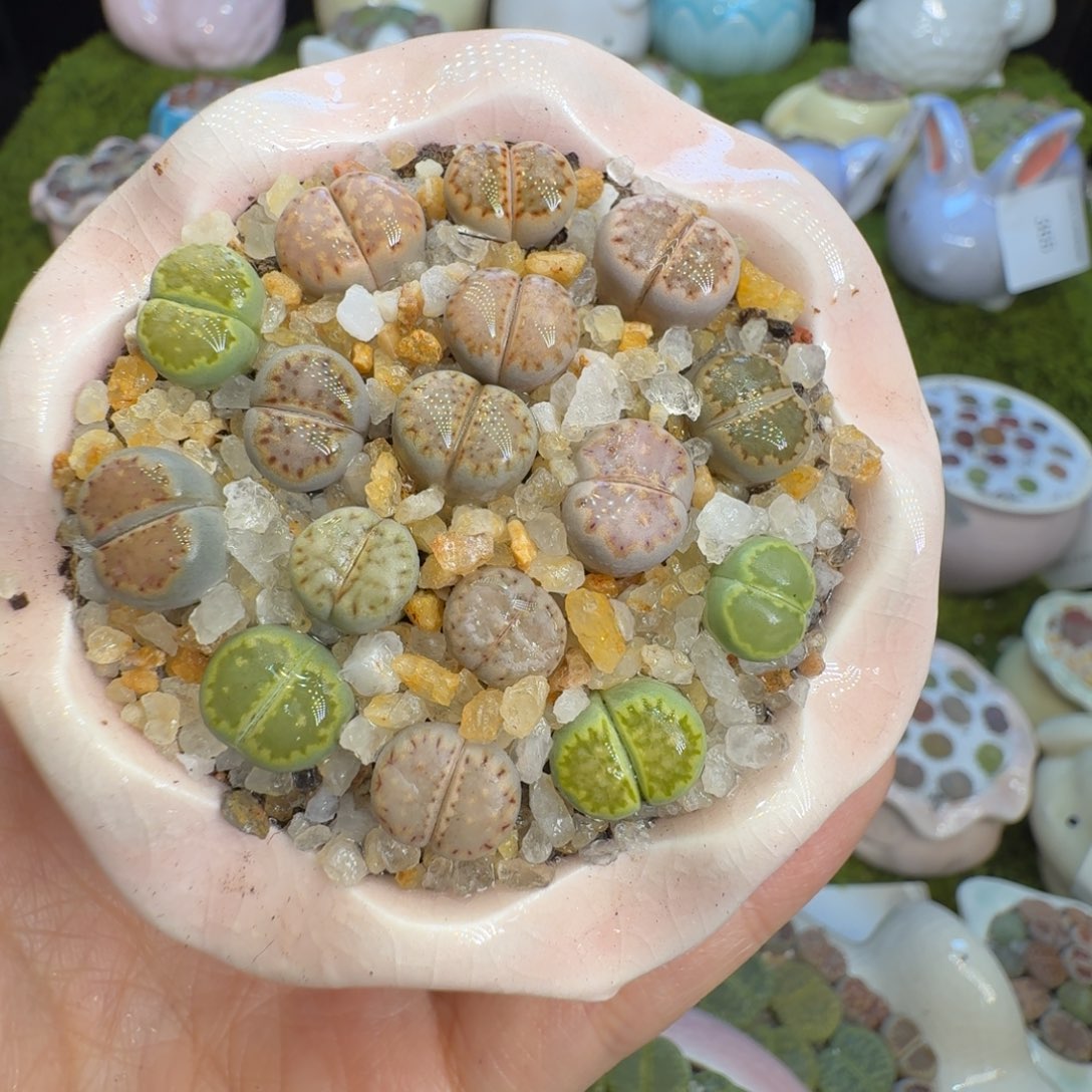 干***喵多肉植物福利冲412