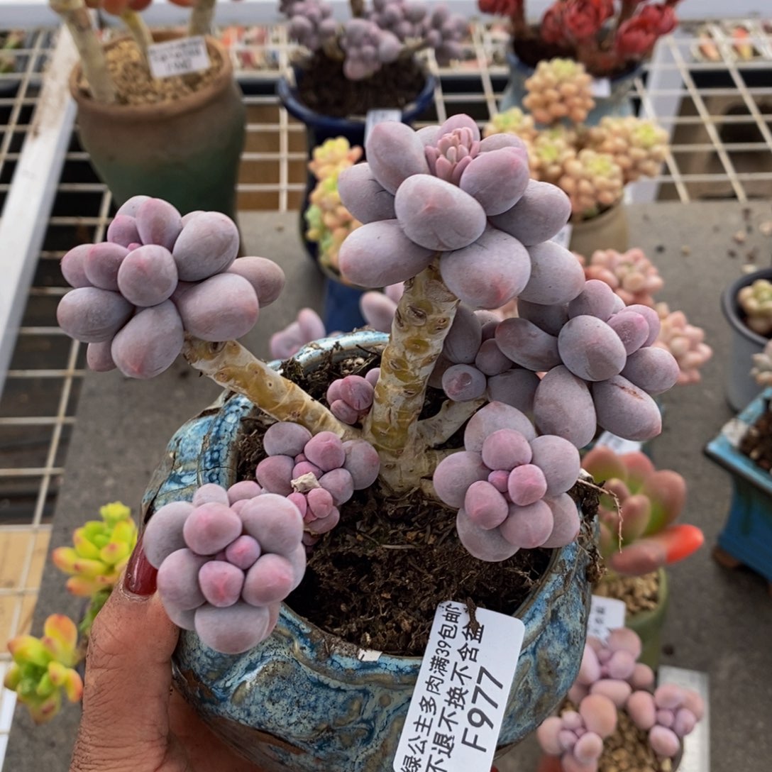 香水手指977/10c m