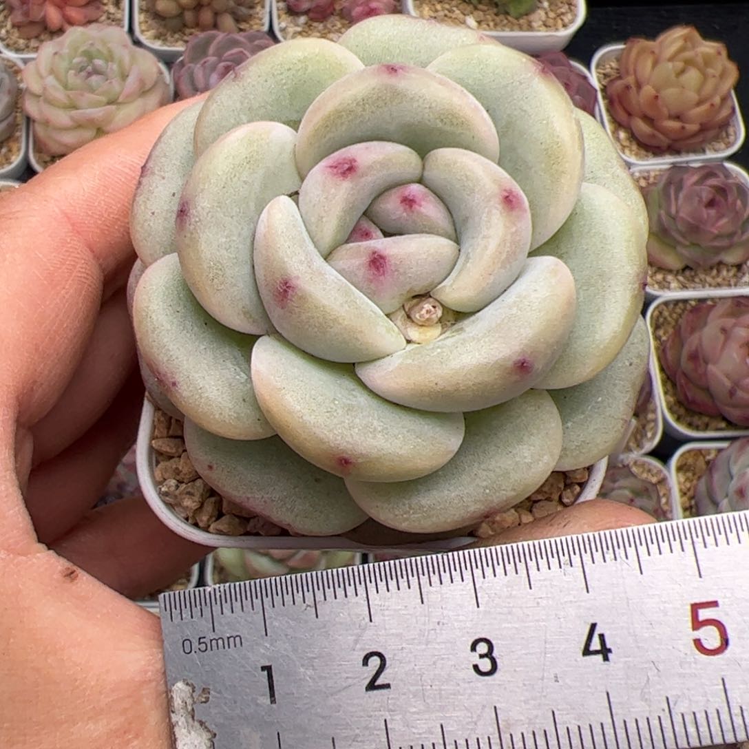 518 多肉植物组合