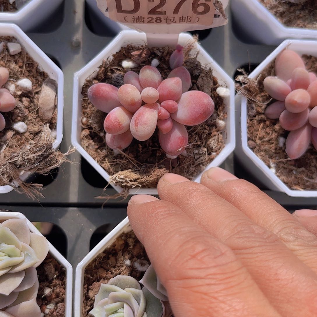 D276糖果美人一物一拍