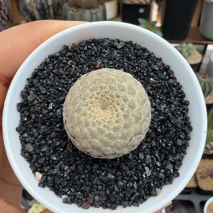 鱼鳞大戟577 仙人球