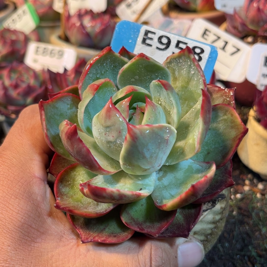 惊鸿一瞥958号多肉