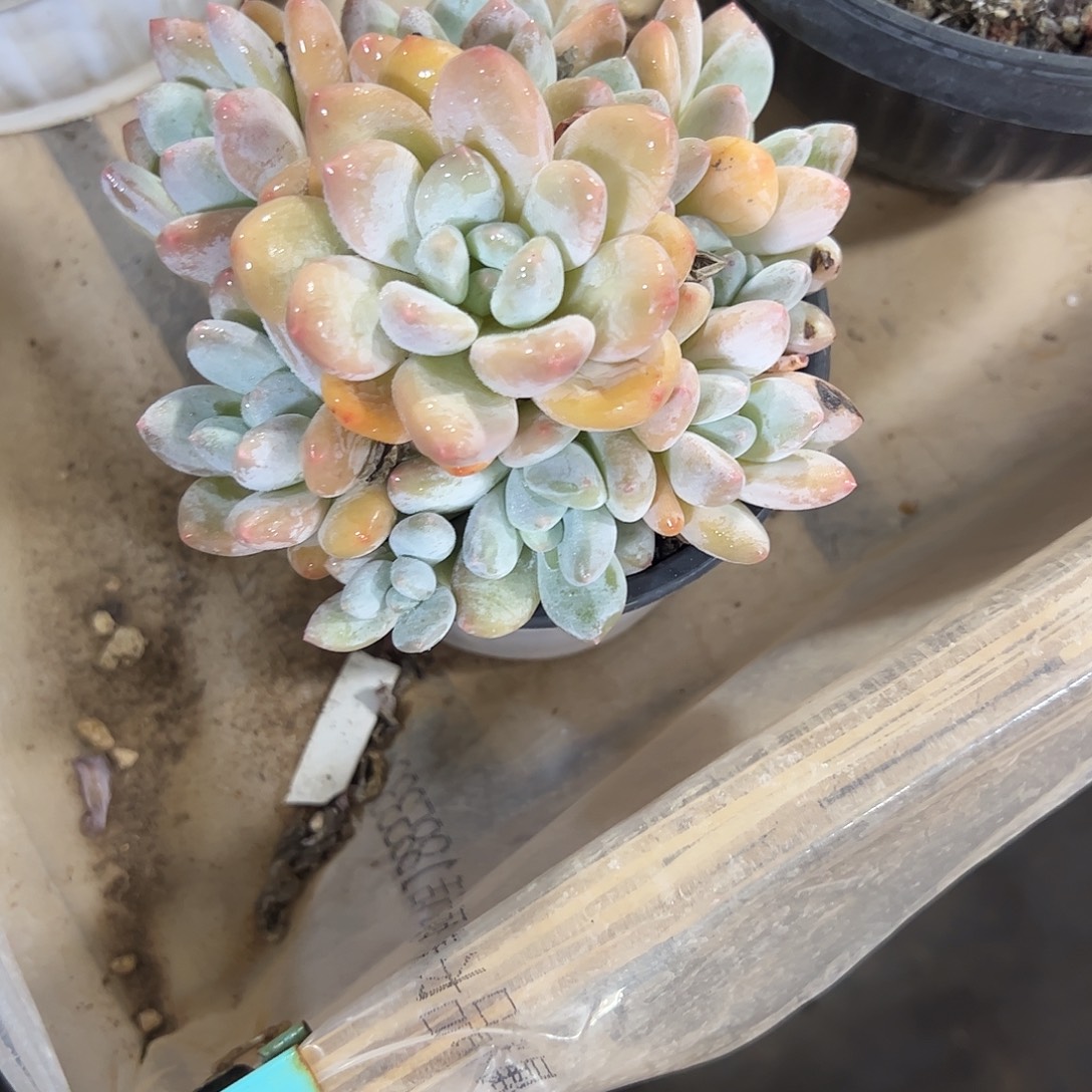 香水捧花多肉植物