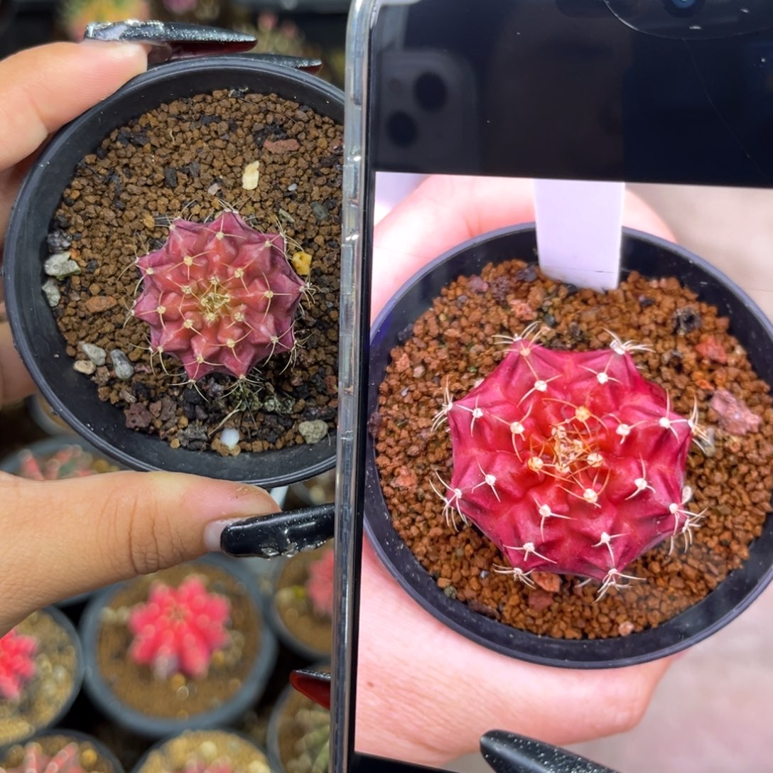 拉法格 侧牙 带盆土发货