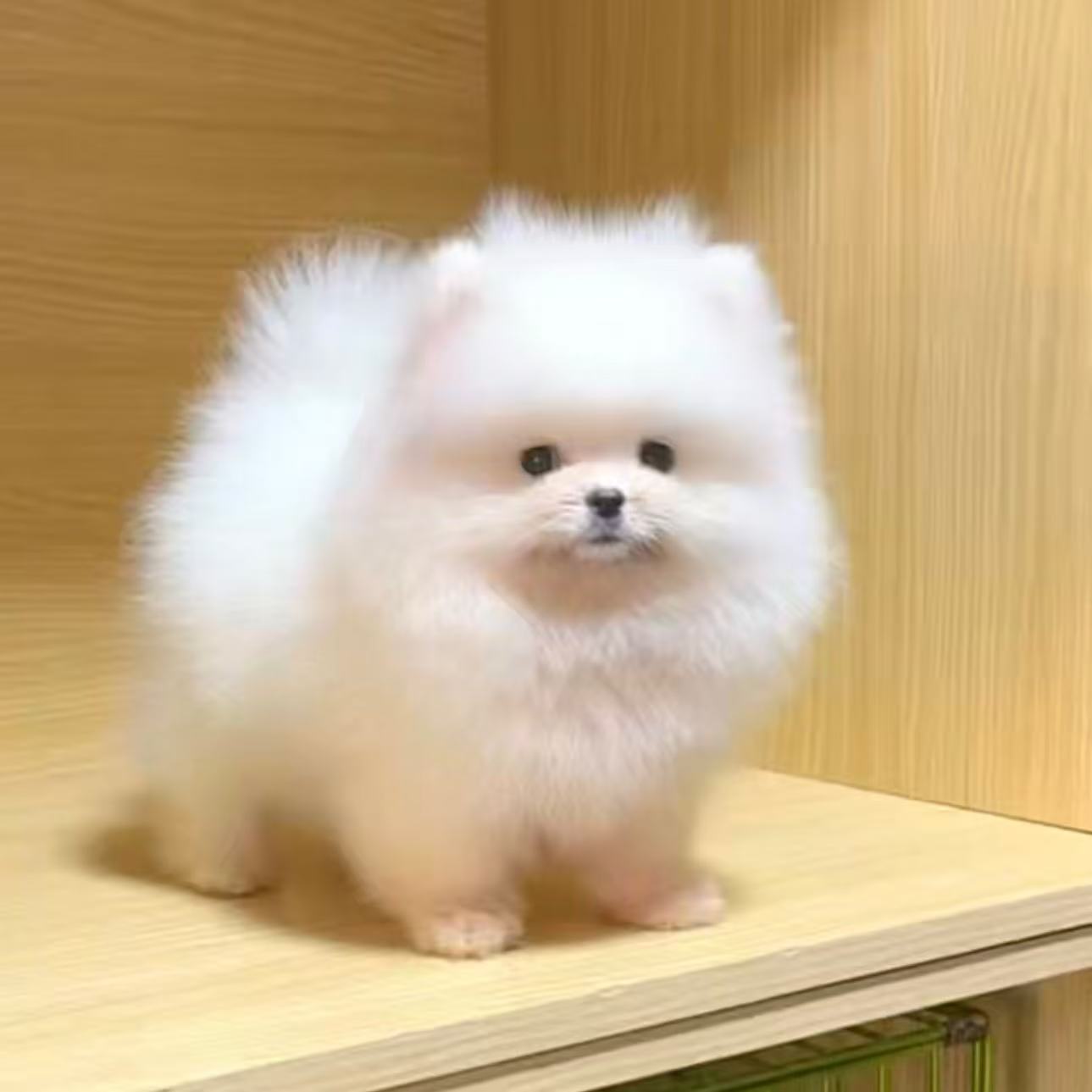 新（成都飞哥）狗狗活体