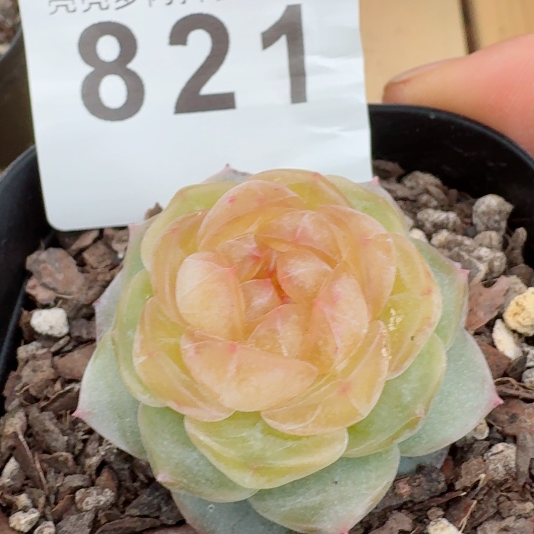 黄桃果酱         精品多肉