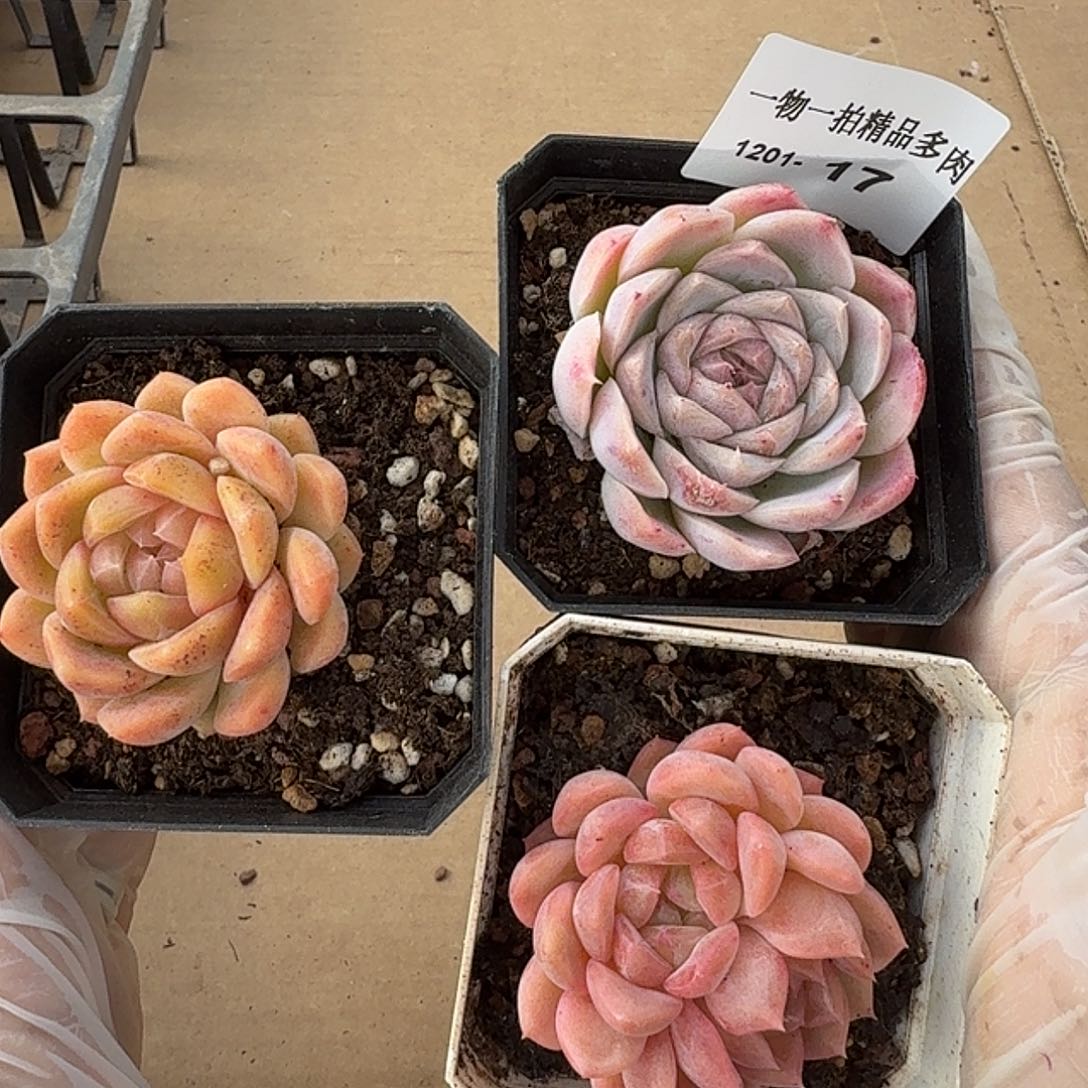1201-17三颗多肉珍妮组合