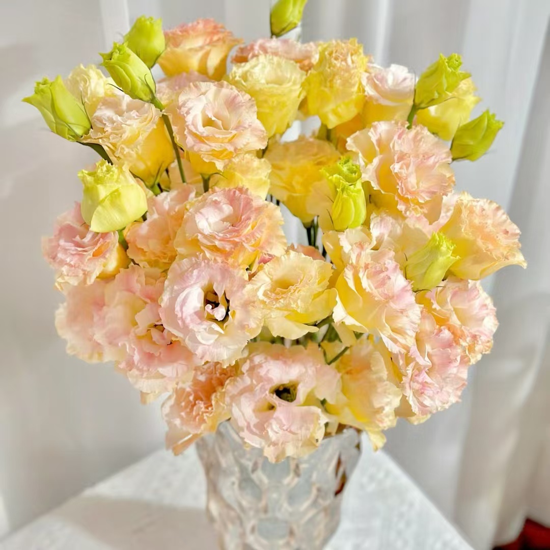 【大聪明卖花】香槟色洋桔梗云南直发鲜花客厅高级感插花鲜花鲜切花