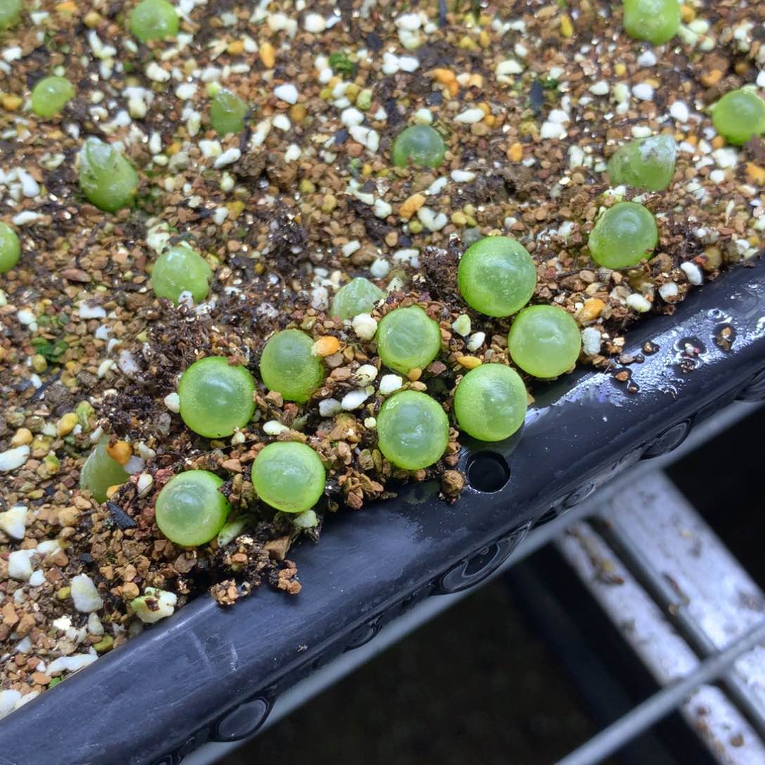 597大王拉登10颗一组