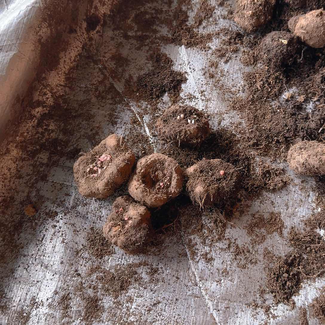 无花朵夫妻海棠种球系列 五个中球