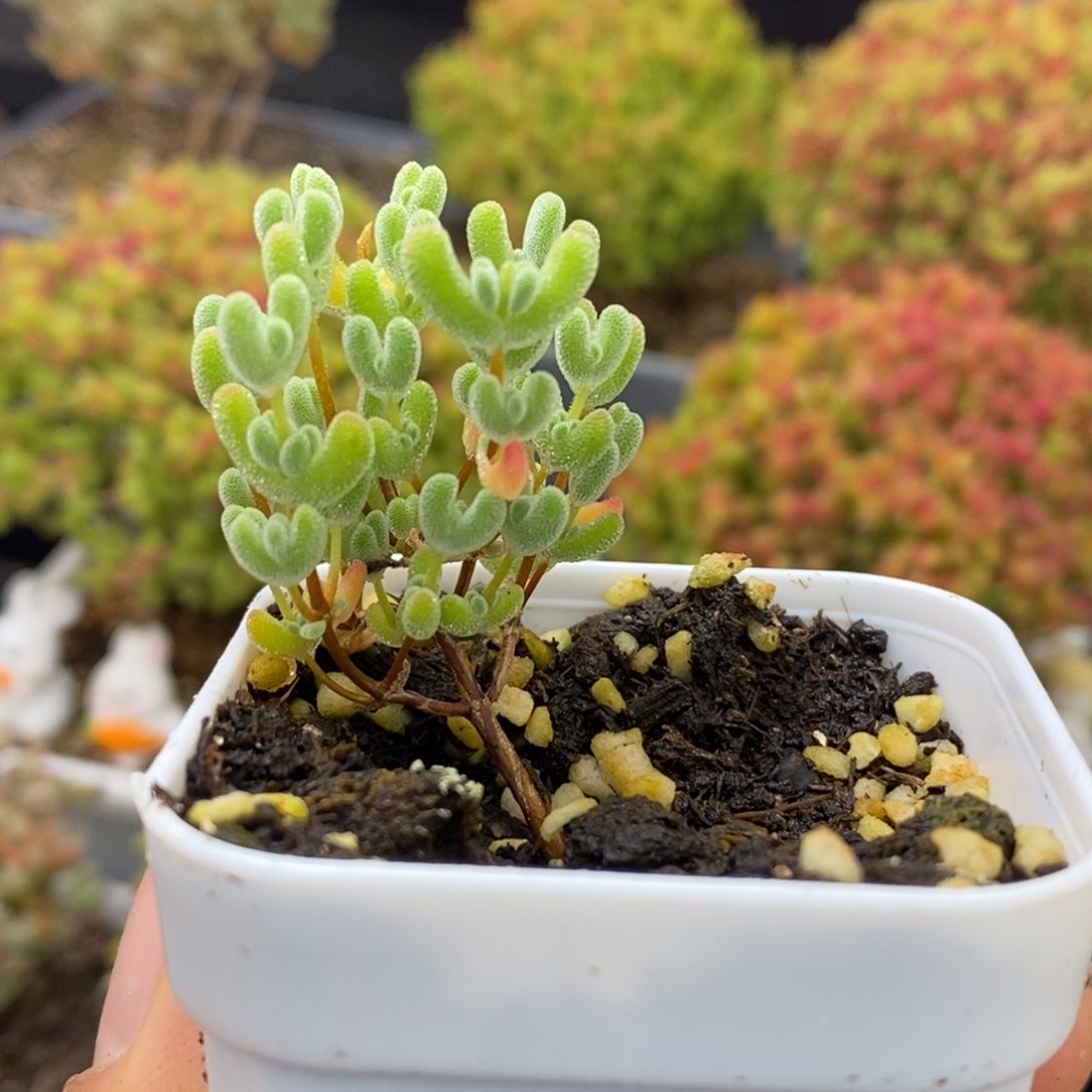 15号实生莱斯多肉