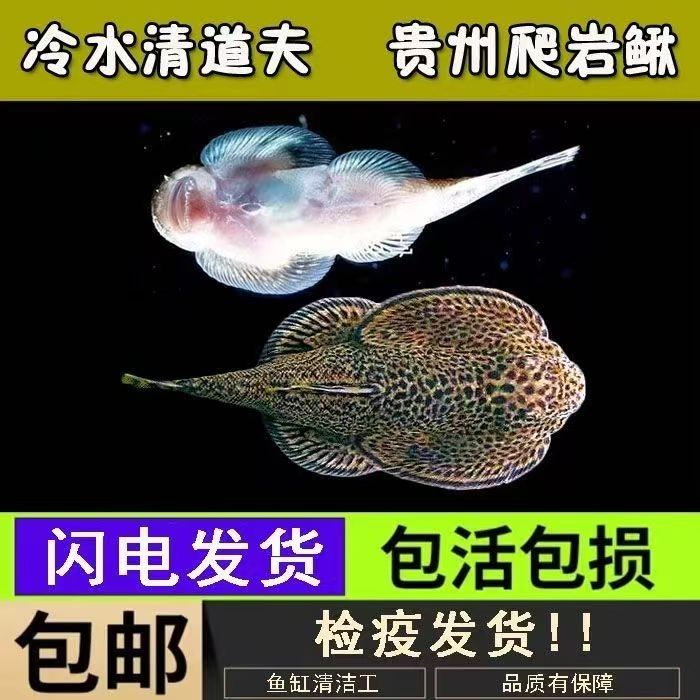 爬岩鳅冷水鱼清洁工具鱼群游小型鱼清洁鱼观赏鱼养鱼粪便专用