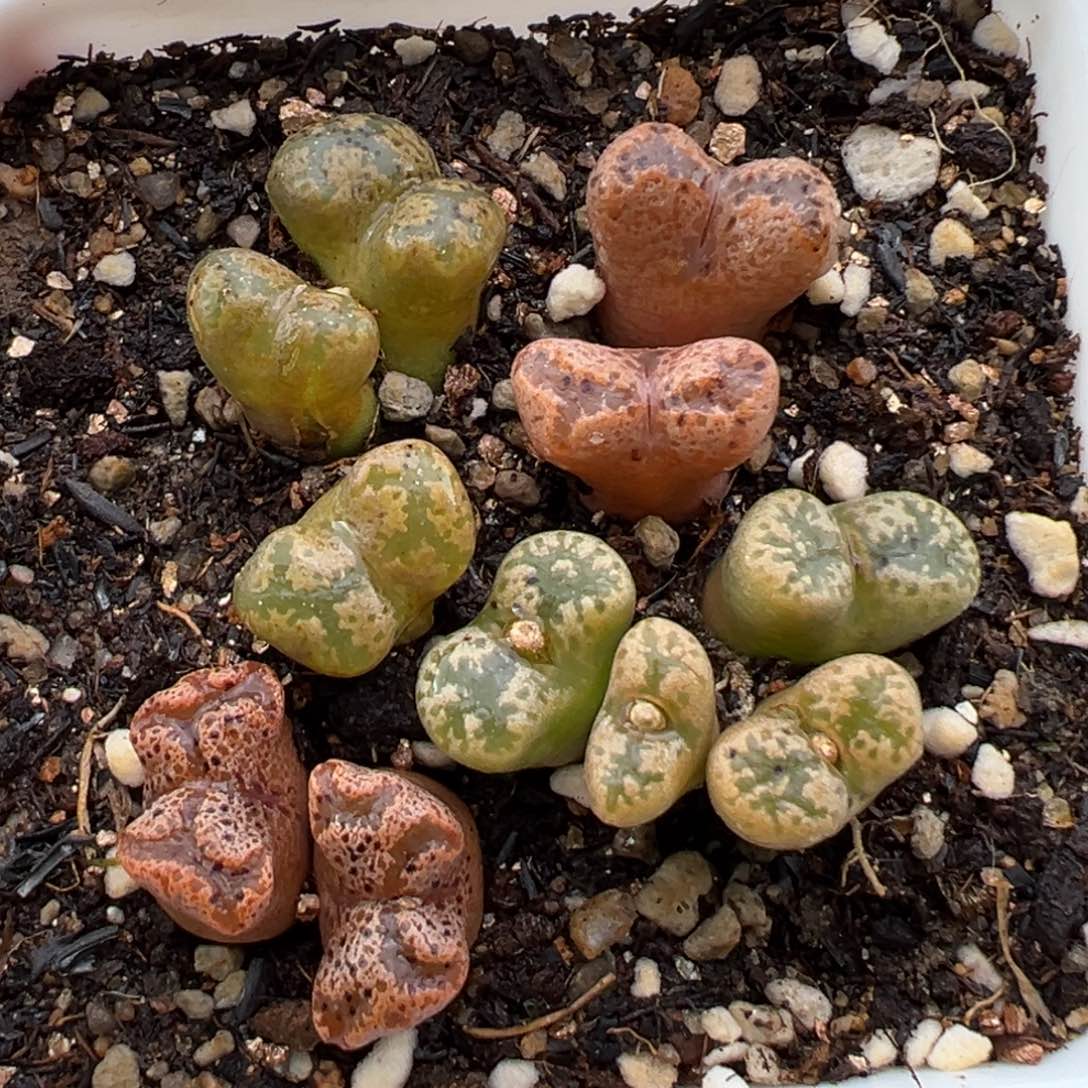 3.6好看的多肉脱土发货133