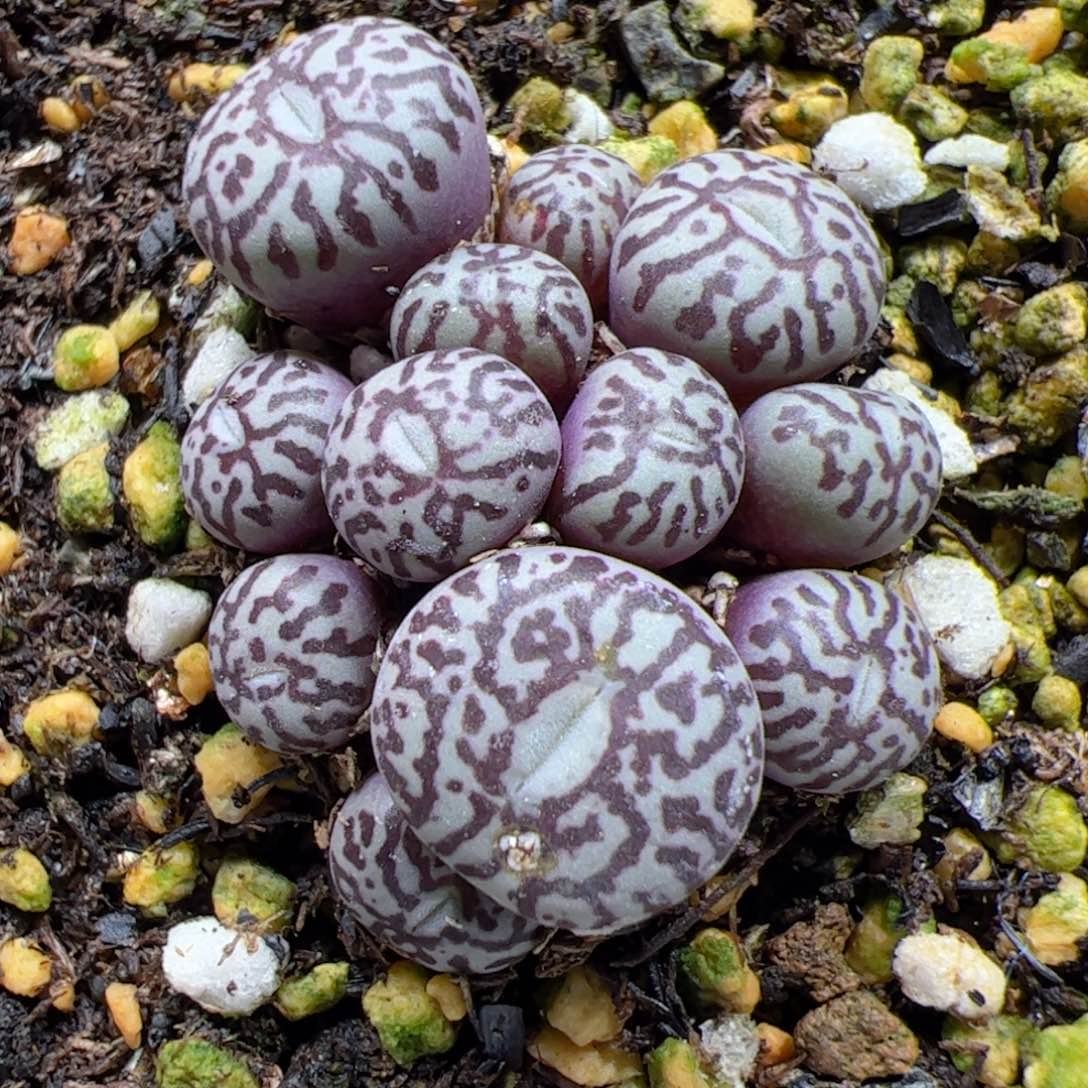 【闪购商品】307 超墨