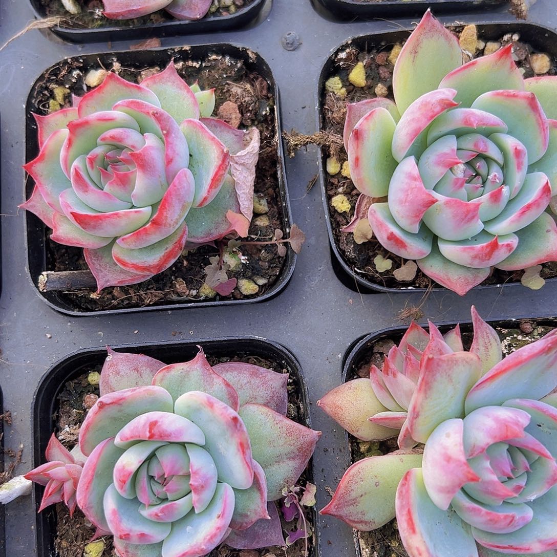 宽叶惊鸿19包邮多肉