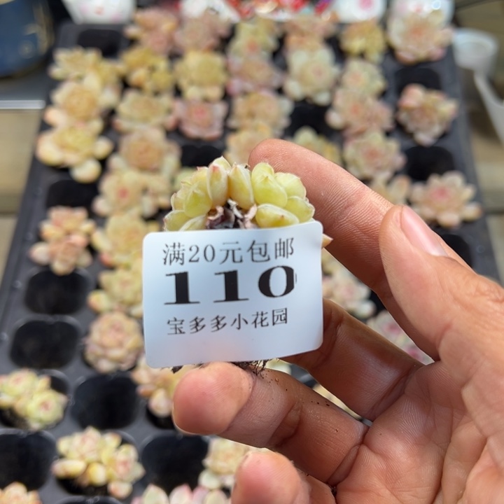 双头糖心一物一拍多肉满20包邮