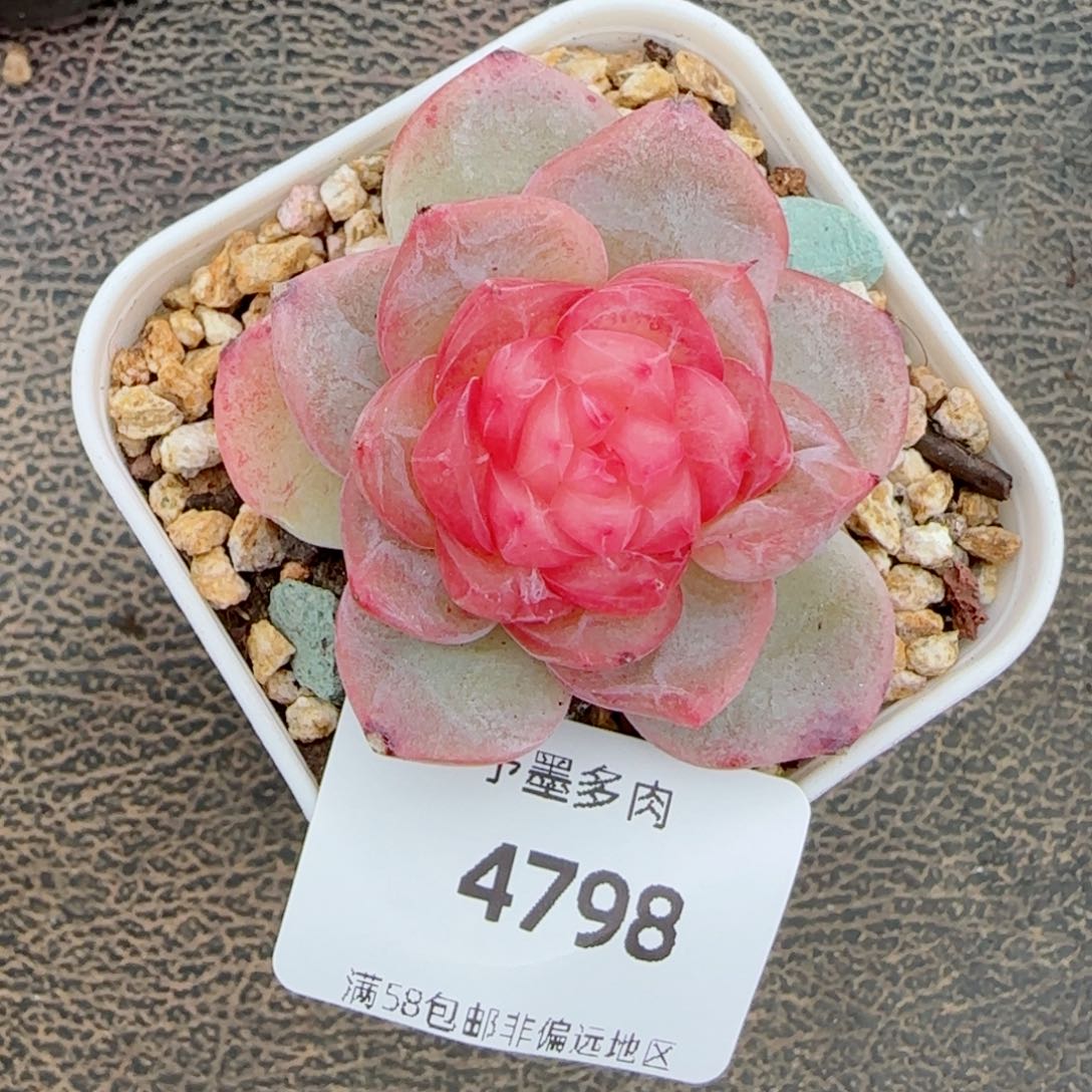 孤品珍妮，4798多肉植物