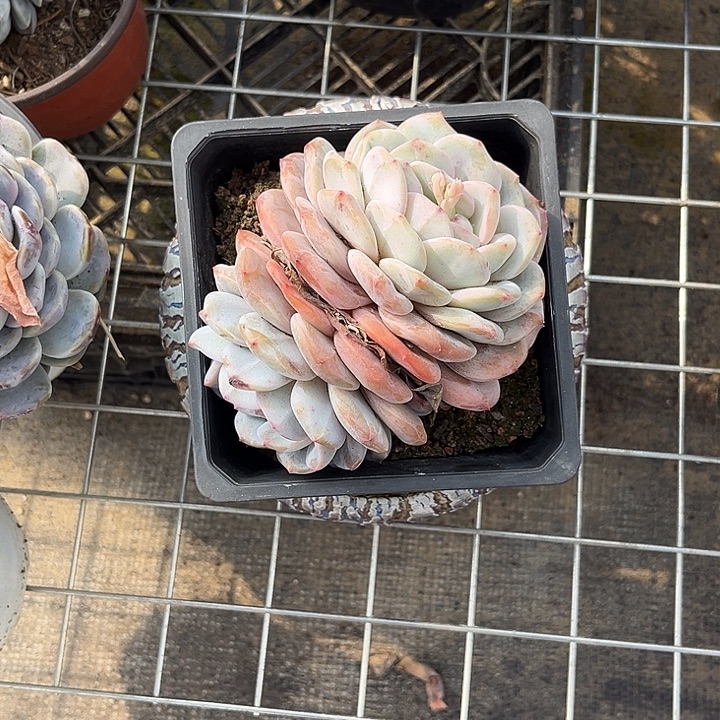 满***红胖大欣多肉植物一物一拍