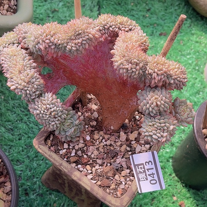 白胖子缀0413多肉植物