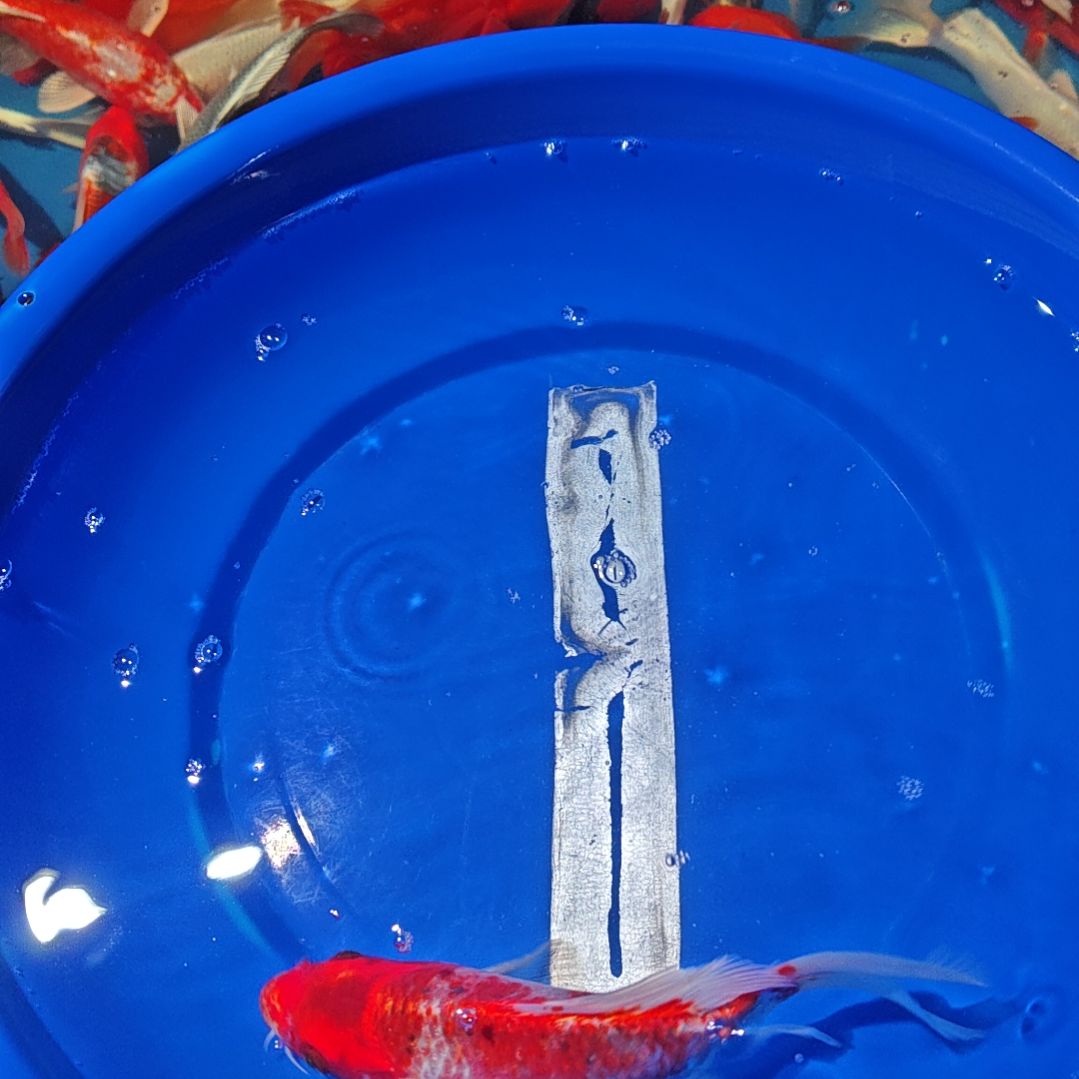 中国大陆冷水观赏鱼蝴蝶鲤