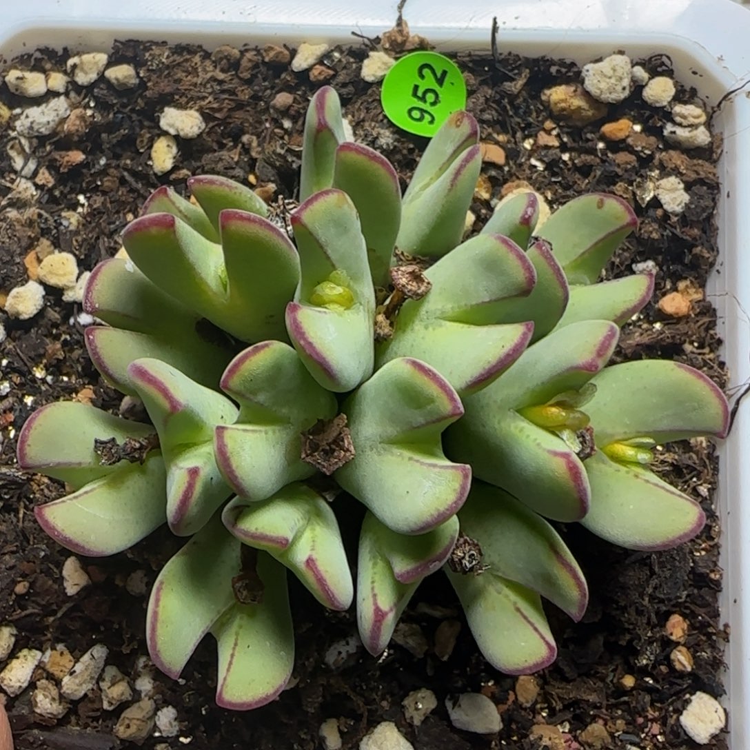 带毛漂漂亮亮多肉植物952