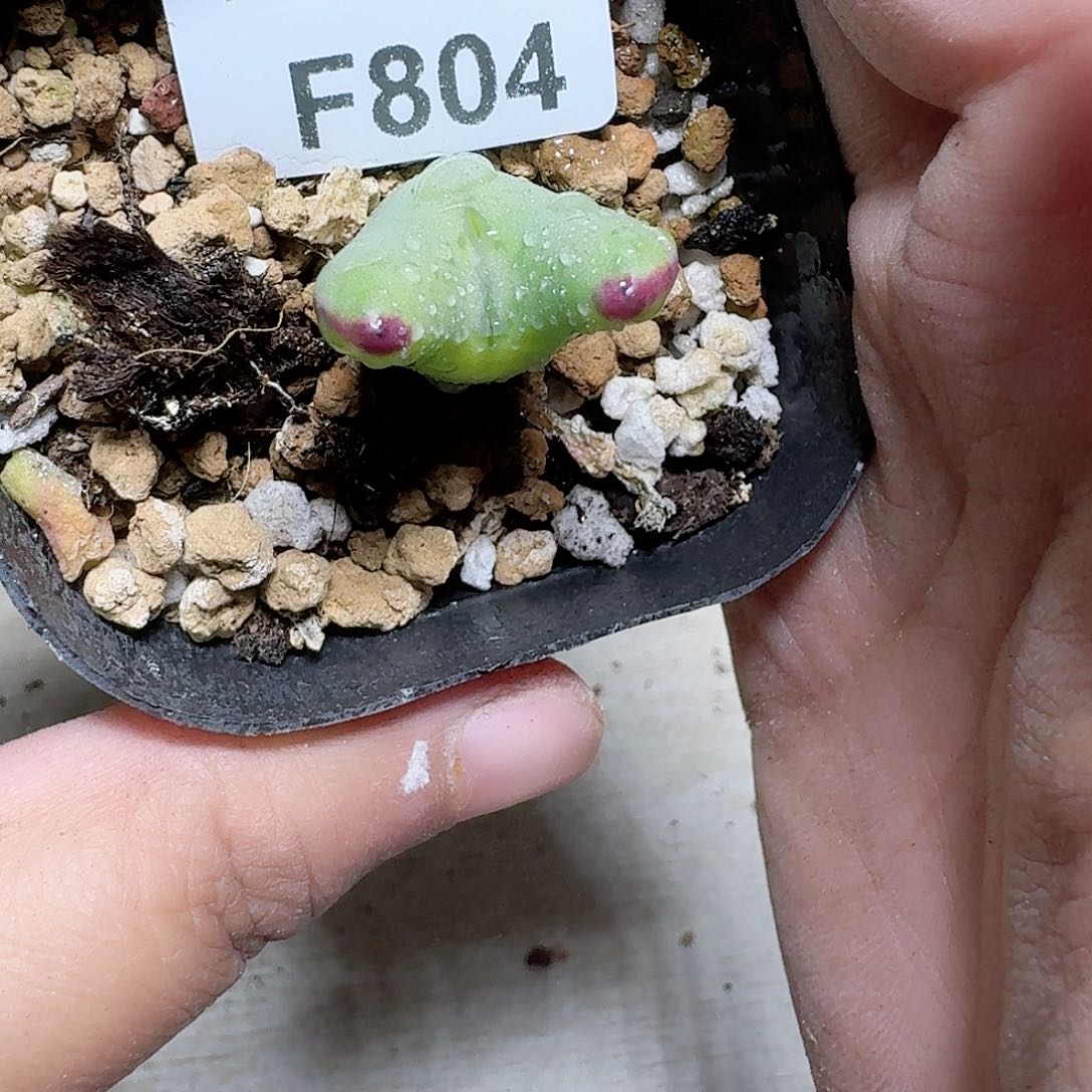 804号多肉植物哇x f
