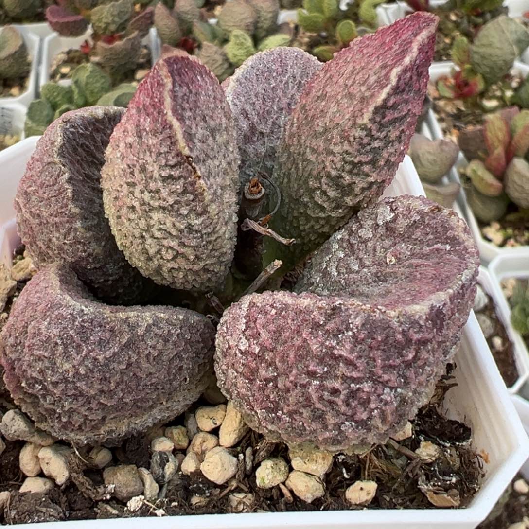 哈莫猪肝单头纯木质桩多肉植物