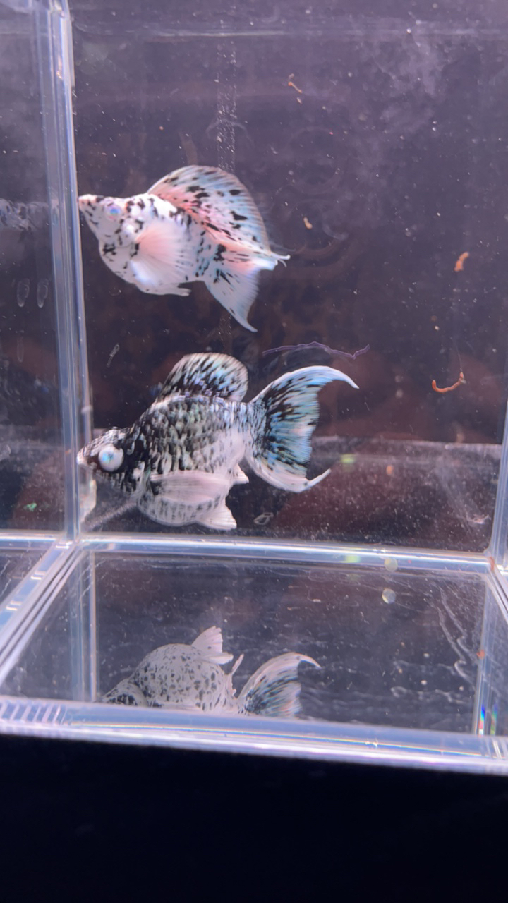 越系原线钻石眼玛丽球，奶牛1对