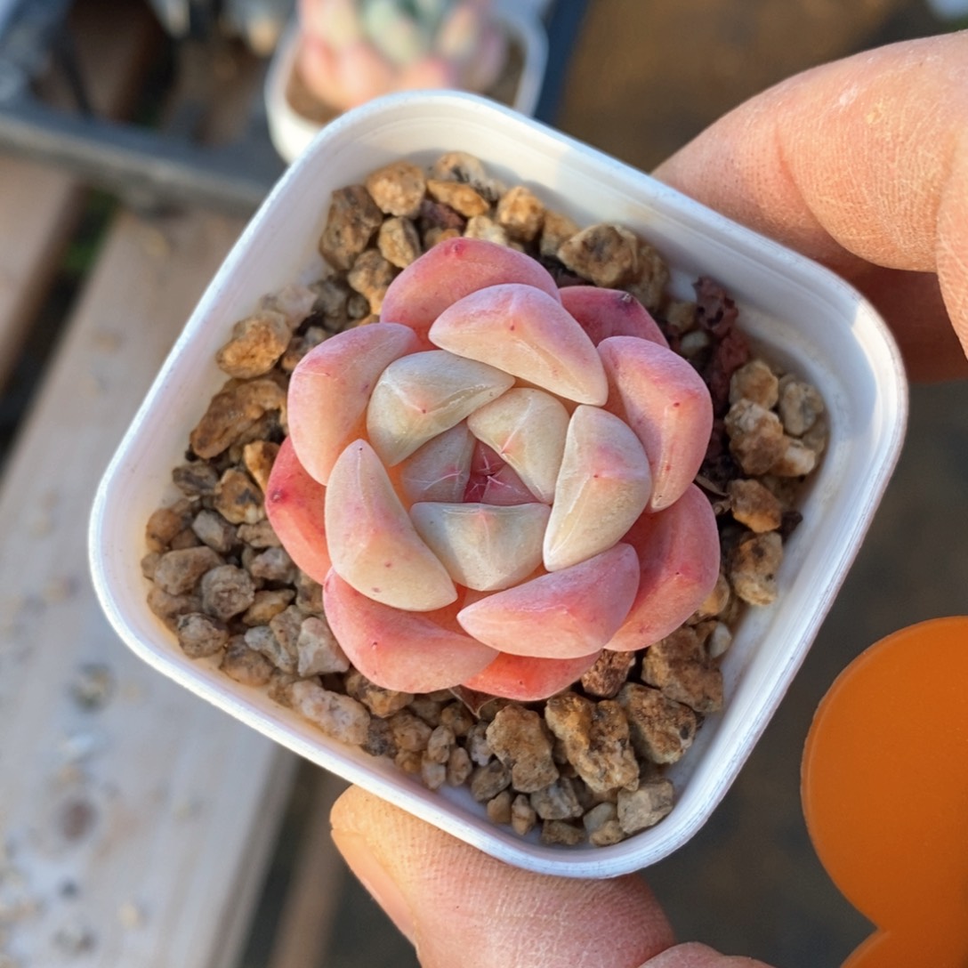 精品多肉一物一拍不包整54