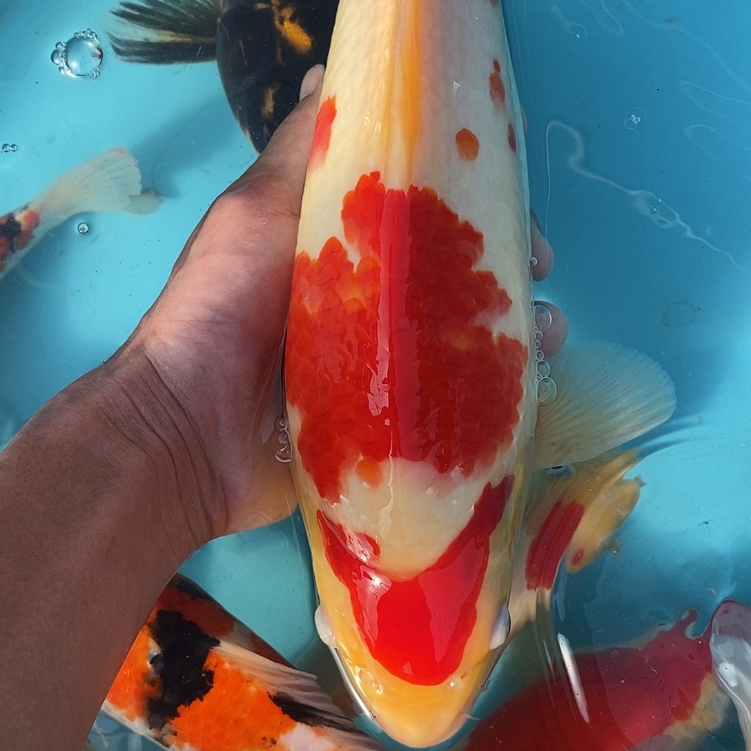 锦鲤红白顺丰到付不包邮