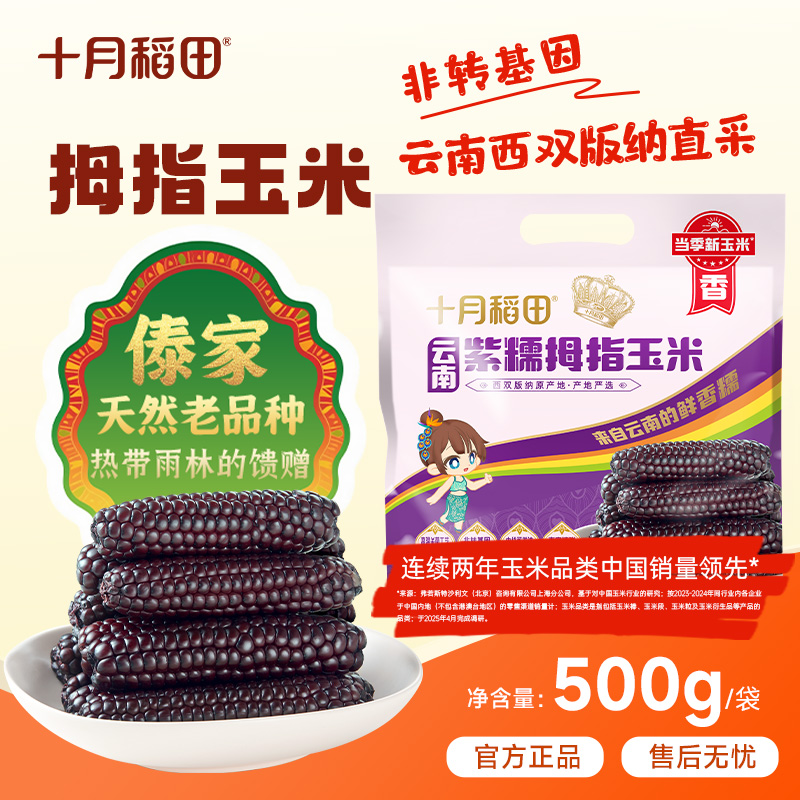 【25年新玉米】十月稻田云南西双版纳黑紫金拇指宝宝玉米棒非转基因