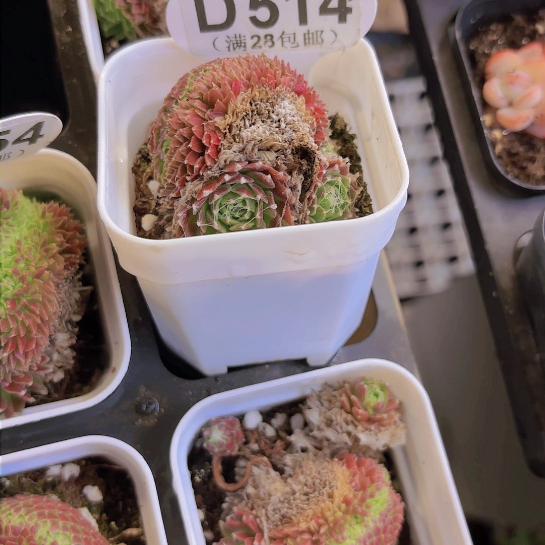 D514蛛丝卷卷一物一拍