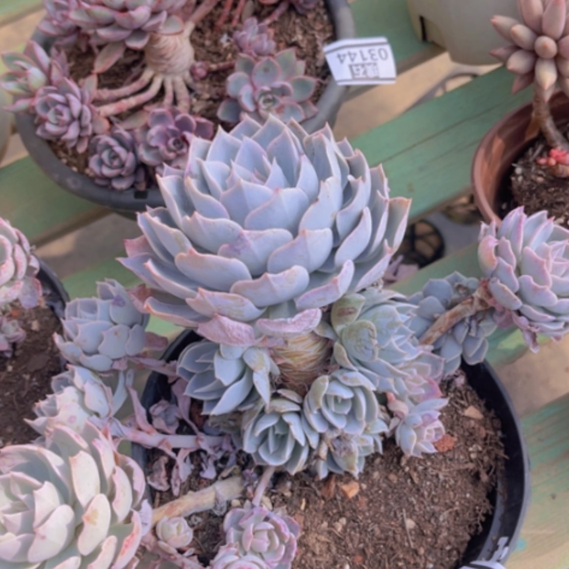 【闪购商品】蓝石莲03193